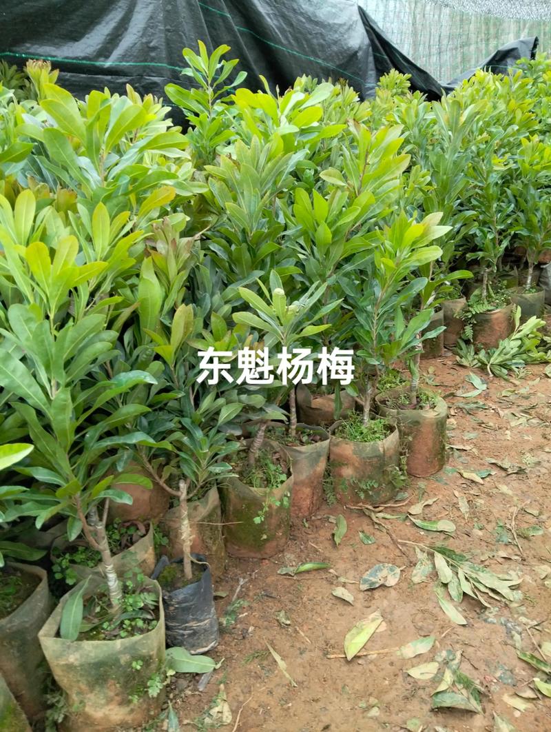 绿化苗木批发行业的绿色革命