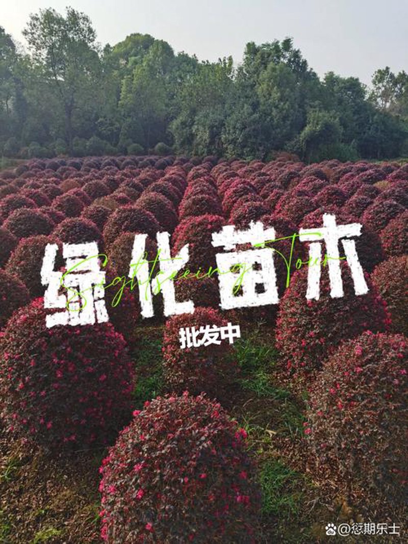 绿化苗木批发市场:春天的脚步越来越近了