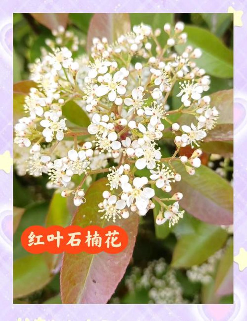果树苗批发新动态:抓住春天商机